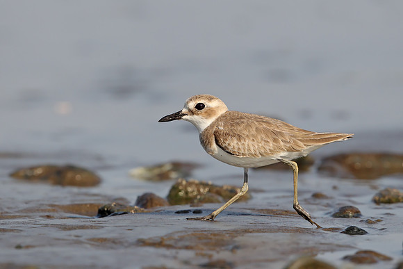 Greater Sandplover