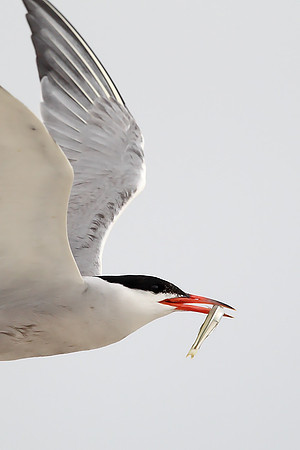 Common Tern