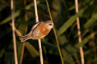 Penduline Tit