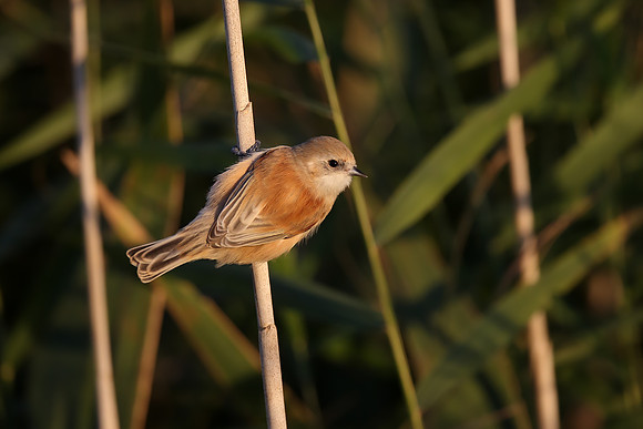 Penduline Tit