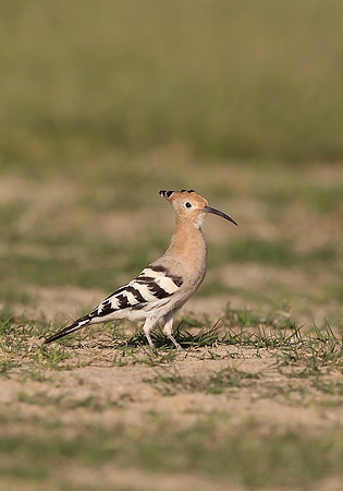 Hoopoe