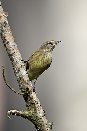Palm Warbler