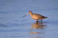Marbled Godwit