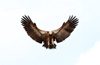 Griffon Vulture