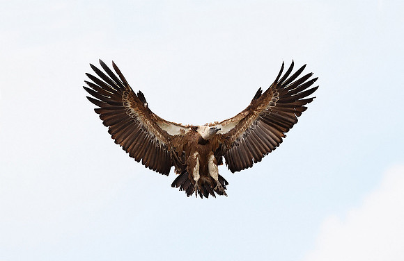 Griffon Vulture