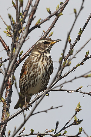 Redwing