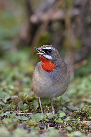 Siberian Rubythroat