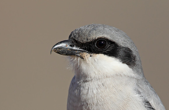 Southern Grey Shrike