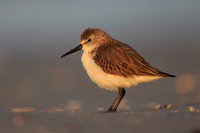 Western Sandpiper