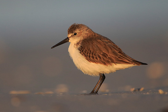 Western Sandpiper