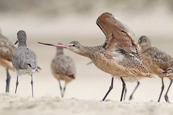 Marbled Godwit