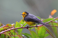 Golden-fronted Redstart