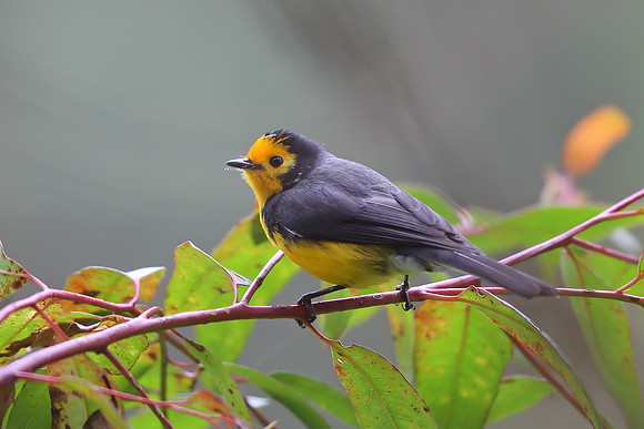 Golden-fronted Redstart