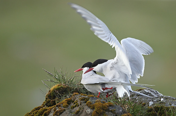Arctic Tern