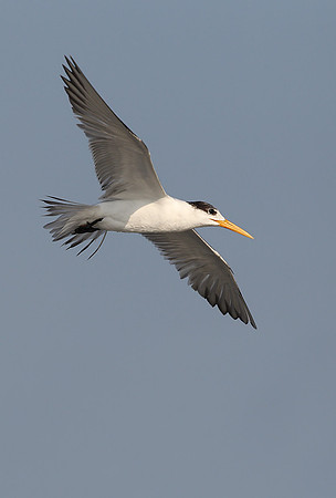 Greater Crested Tern