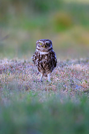 Little Owl