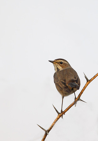 Bluethroat