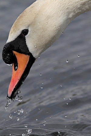 Mute Swan