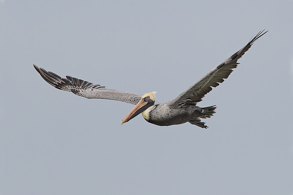Brown Pelican