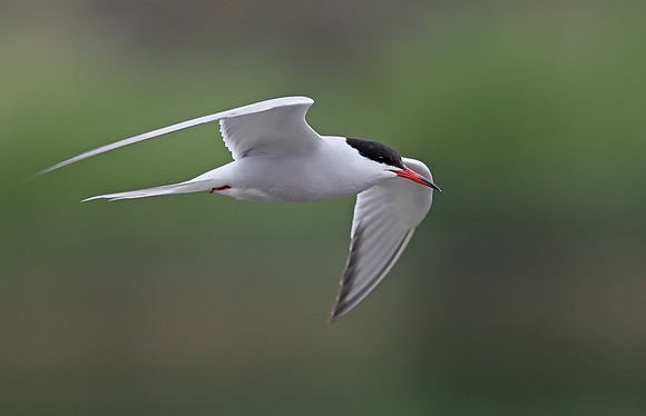 Common Tern