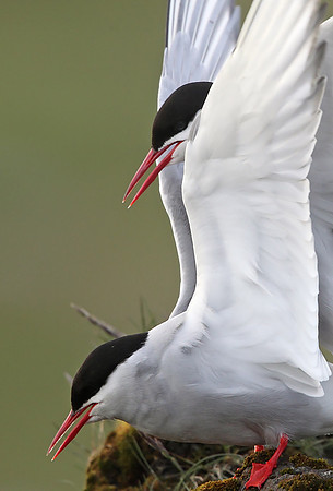 Arctic Tern