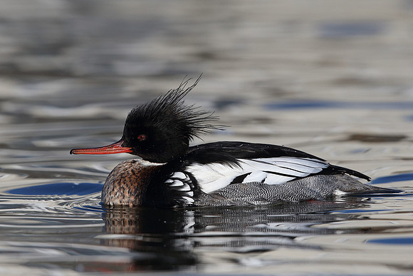 Red-breasted Merganser