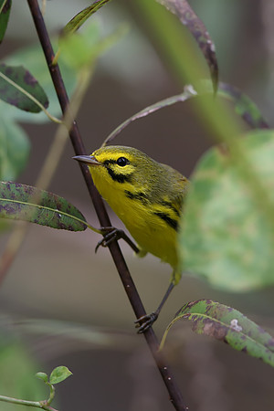 Prairie Warbler
