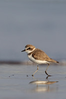 Kentish Plover