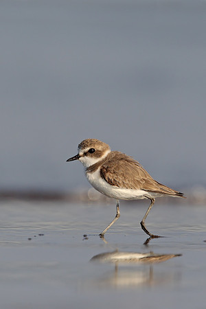 Kentish Plover