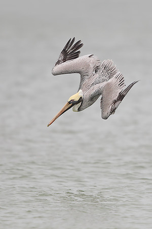 Brown Pelican