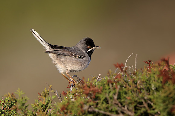 Ruppell's Warbler