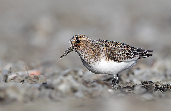 Sanderling
