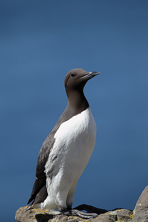 Common Guillemot