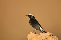 White-crowned Black Wheatear