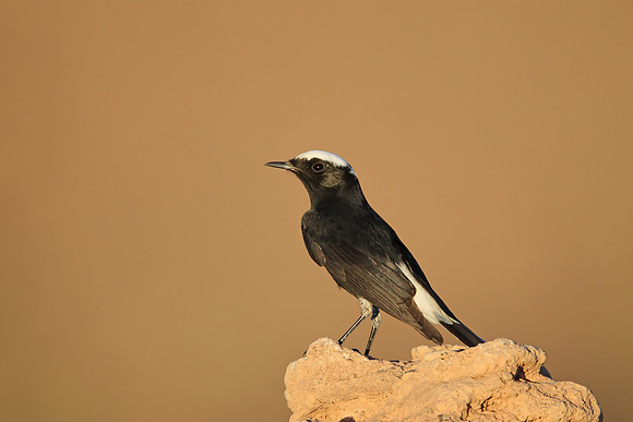 White-crowned Black Wheatear