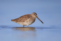 Short-billed Dowitcher