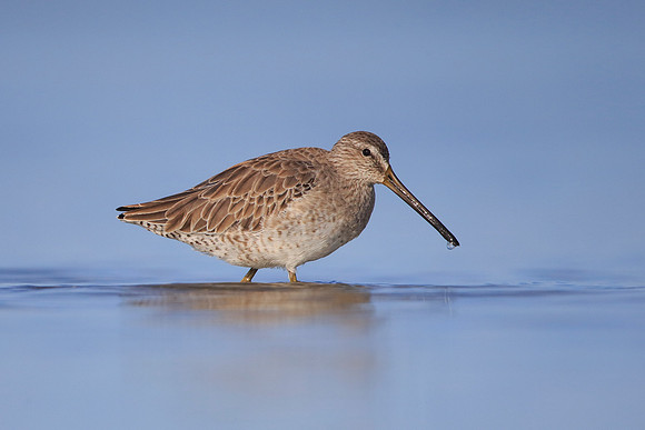 Short-billed Dowitcher