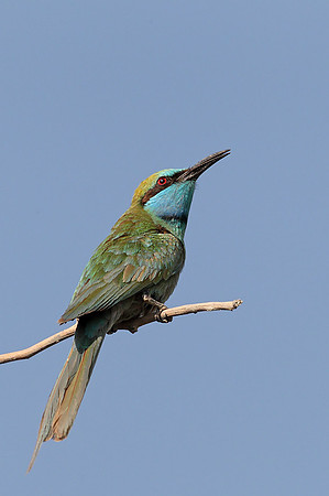 Green Bee-eater