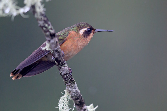 Speckled Hummingbird