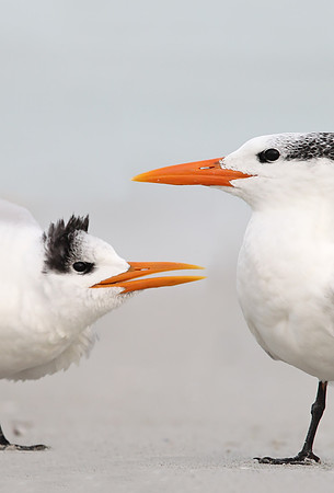 Royal Tern