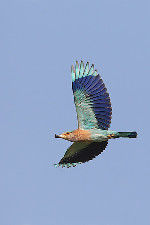 Indian Roller
