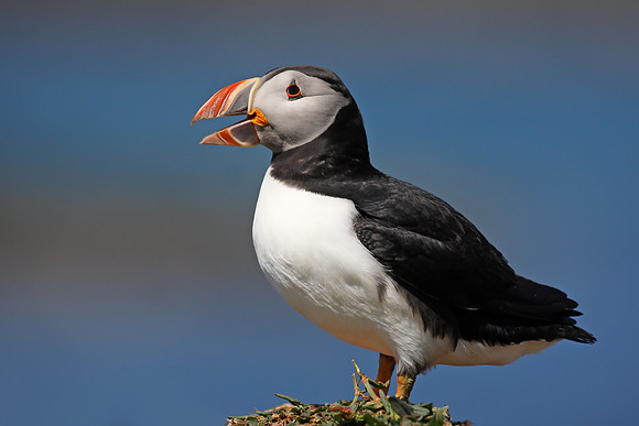Puffin