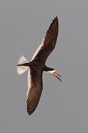 Black Skimmer