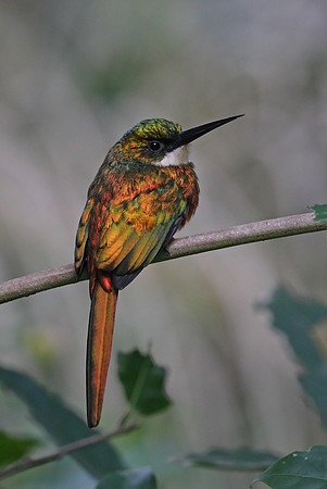 Rufous-tailed Jacamar