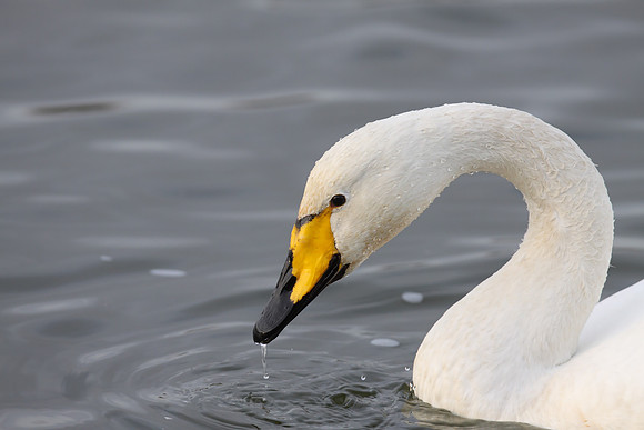 Whooper Swan