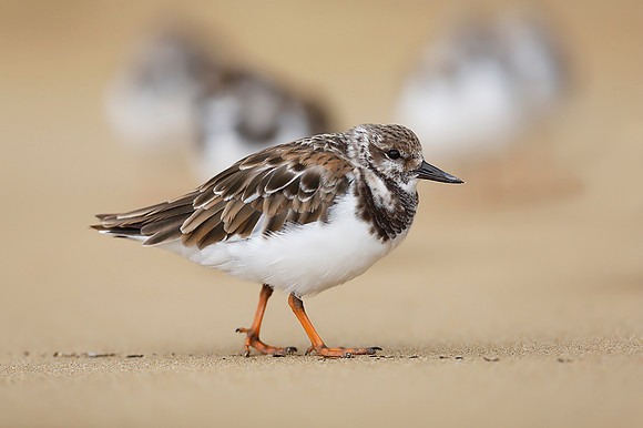Turnstone