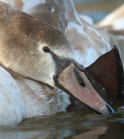Mute Swan