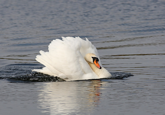 Mute Swan