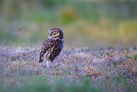 Little Owl
