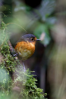 Slate-crowned Antpitta